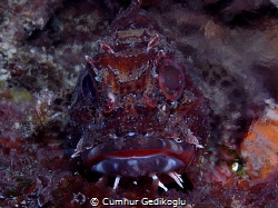 Scorpaena maderensis
Territorial owner by Cumhur Gedikoglu 